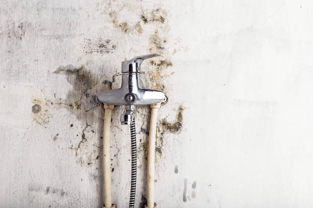 Trusted Scenic, AZ Mold Removal Experts