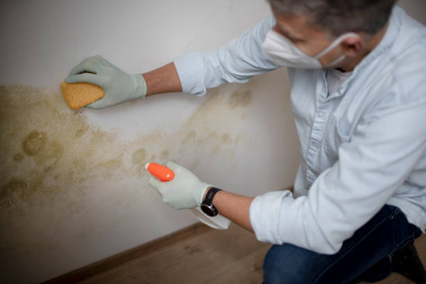 Home Mold Removal in Scenic, AZ