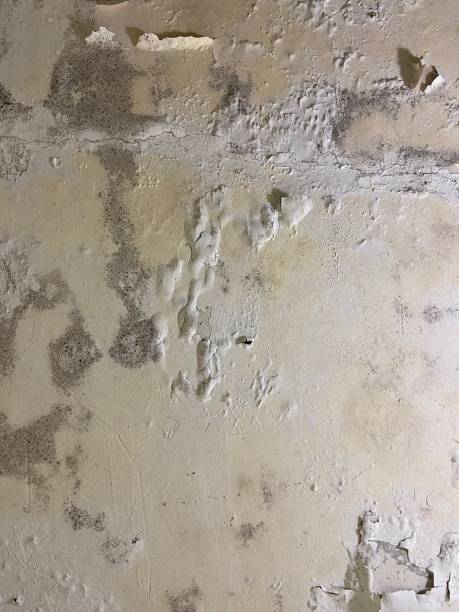 Best Crawl Space Mold Removal  in Scenic, AZ